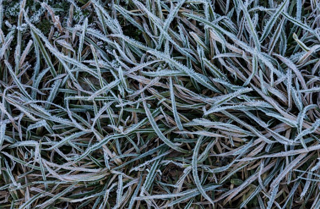 Frost 19-0412.jpg